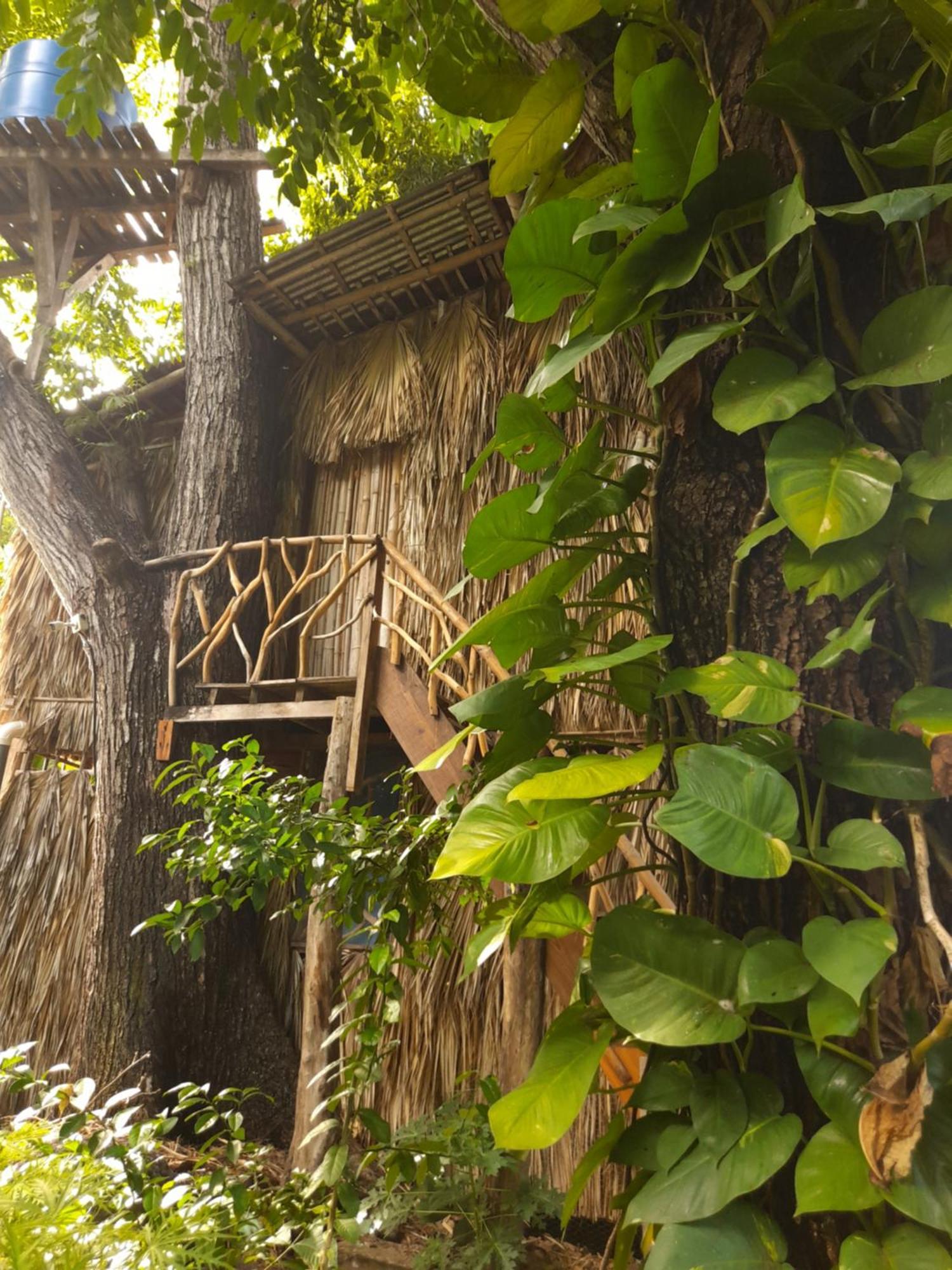 El Bamboo Cabins Balgue エクステリア 写真
