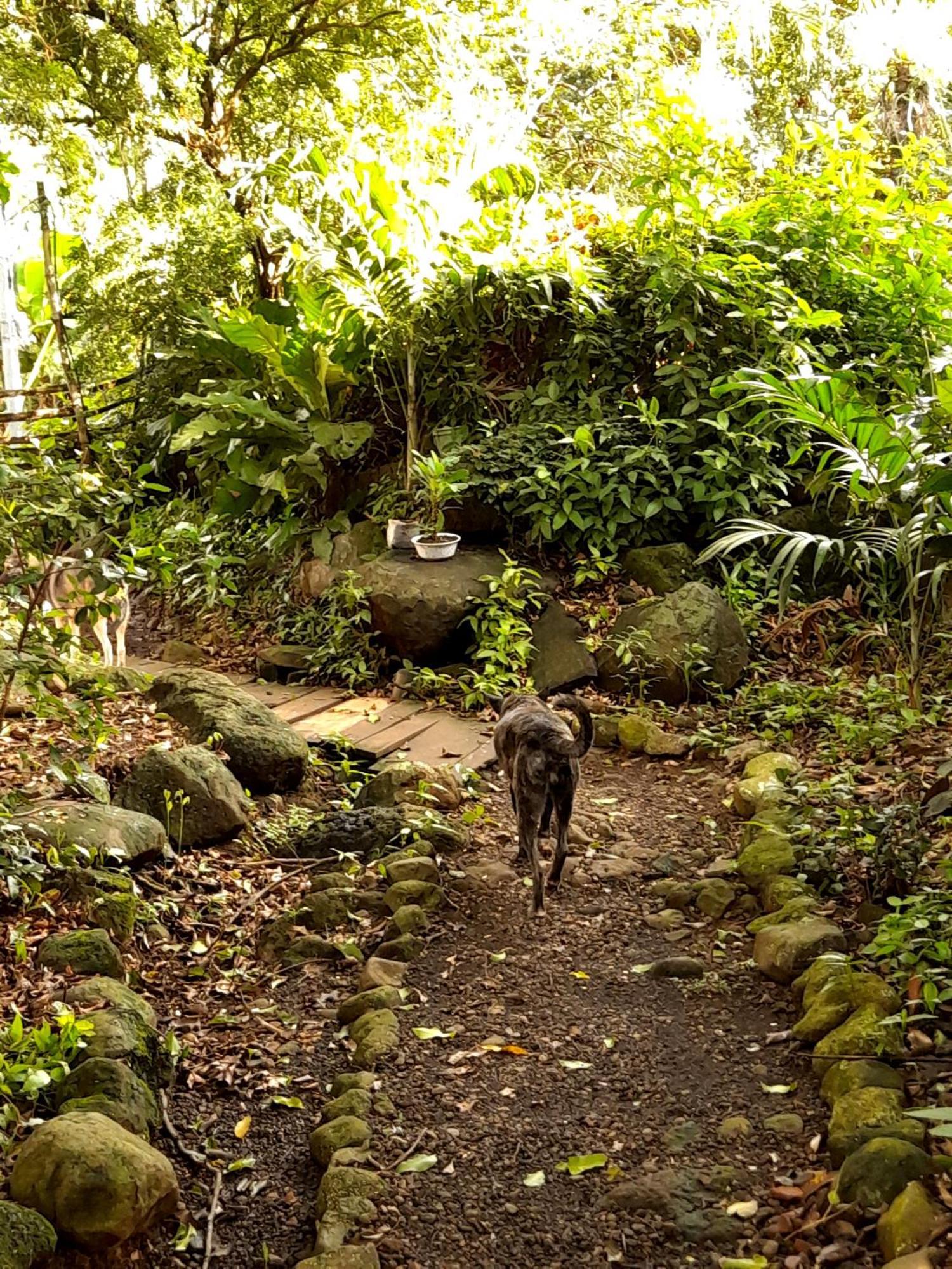 El Bamboo Cabins Balgue エクステリア 写真